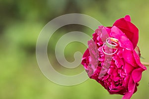 Wedding ring in peony flower bud.Wedding card with a red peony flower and two golden rings. jewelry,marriage preparation