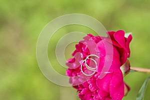 Wedding ring in peony flower bud.Wedding card with a red peony flower and two golden rings. jewelry,marriage preparation