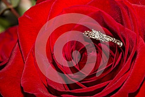 Wedding Ring and Red Roses