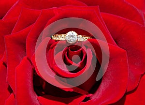 Wedding ring and rose