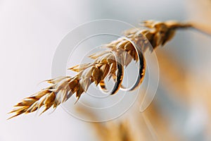 Wedding ring on on a spikelet of grain