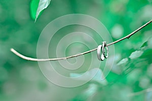 Wedding ring in a wooden branch