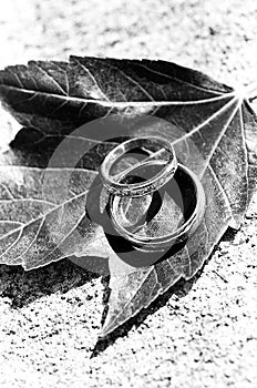 Wedding rings photo