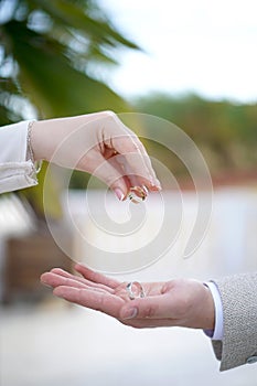 wedding rings photo