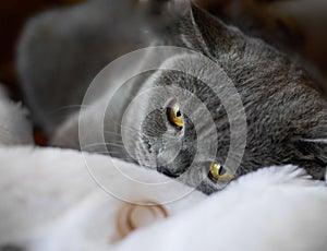 WEdding rings as wedding symbol and British Shorthair Cat