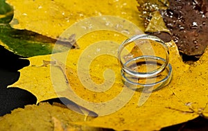 Wedding rings on autumn foliage. Wet leaves.