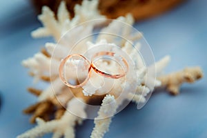 Wedding rings on a background of corals