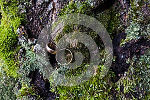 Wedding rings on the background of the forest