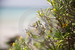 Wedding rings for beach wedding ceremony