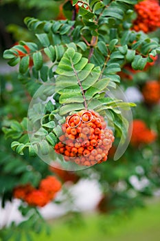 Wedding rings on bunch of orange berries of mountain ash with the background of the green rowan leaves