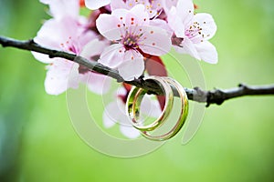 Wedding rings closeup