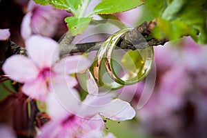 Wedding rings closeup