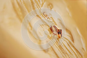 Wedding rings on conceptual creamy wet background. Bride and groom ring in water in wedding day. Decoration for marriage. Wedding
