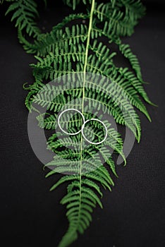 Wedding rings on the fern leaf