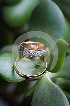 Wedding rings on the green leaf