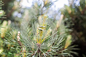 Wedding rings hanging on a branch of a coniferous tree
