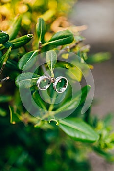 Wedding rings on the leaves of Pittosporum