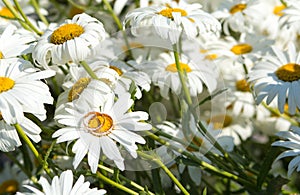 Wedding rings lie on a chamomile flower. macro photo