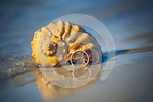 Wedding rings lie on a shell on the beach photo