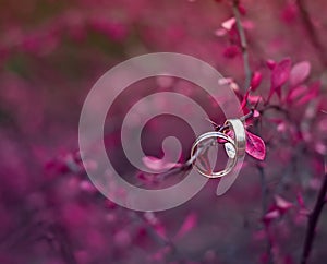 Wedding rings. NOTE: this photo has a very shallow depth of field