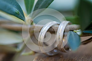 Wedding rings on the olive tree branch