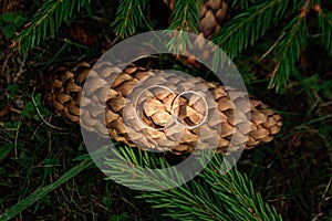 Wedding rings on a pine cone. The concept of marriage, family relationships, wedding paraphernalia