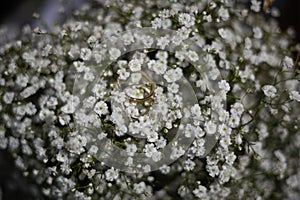 Wedding rings placed on a bouquet of white flowers