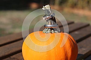 Wedding rings on pumpkin stem