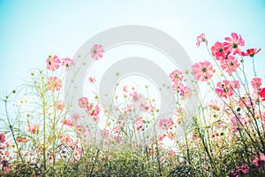 Wedding rings ,red rose flower and heart shape on white notebook