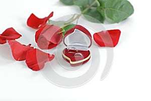 Wedding rings and red rose on white background