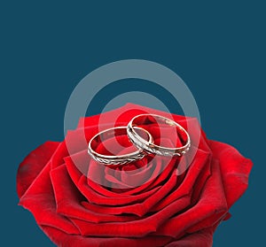 Wedding rings and on red roses