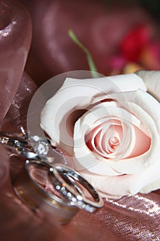 Wedding rings in a rose photo