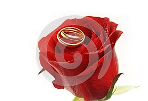 Wedding rings on the rose