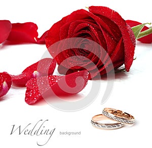 Wedding rings and roses