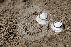 Wedding rings on sea shell