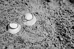 Wedding rings on a sea shell