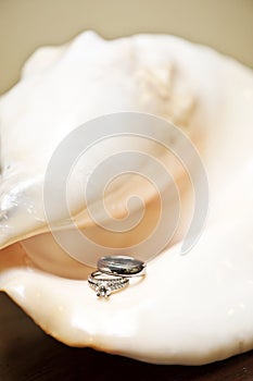 Wedding Rings on Shell