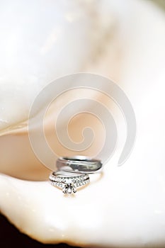 Wedding Rings on Shell