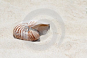 Wedding rings on a shell on beach