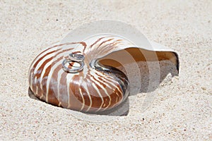 Wedding rings on a shell on beach