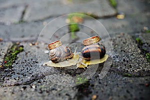 Wedding rings on snails. Snails kiss.