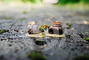 Wedding rings on snails. Snails kiss.