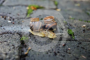 Wedding rings on snails. Snails kiss.