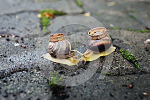 Wedding rings on snails. Snails kiss.