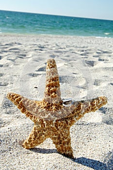 Wedding Rings on Starfish