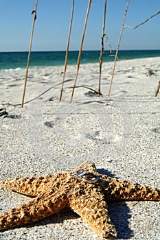 Wedding rings on starfish