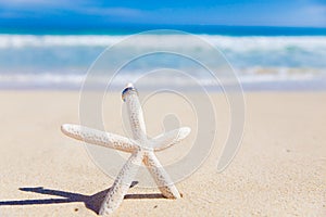 Wedding Rings on Starfish