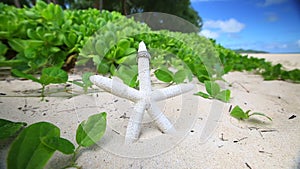 Wedding rings and startfish beach love concept