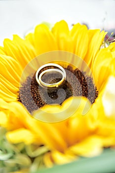 Wedding Rings on Sun Flower