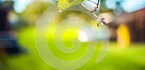Wedding rings on a tree branch.
